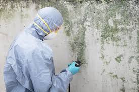 Christmas, FL Mold Prevention & Removal  Company